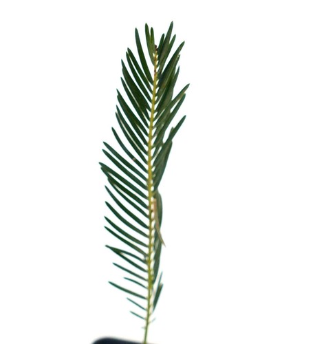 Encephalartos ghellinckii