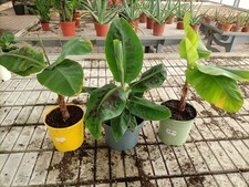 Pianta Di Banano Musa Cavendish H60