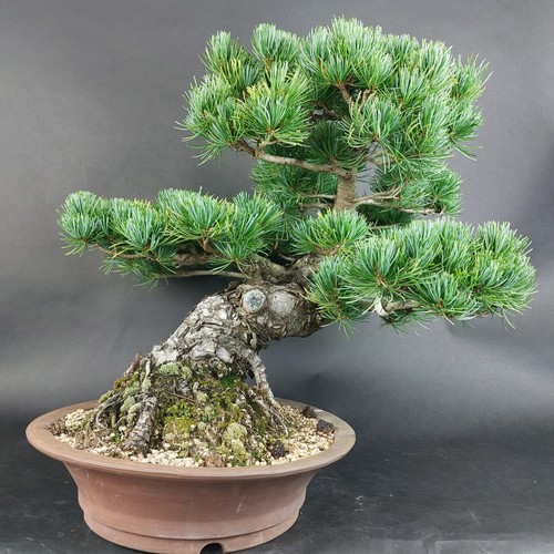 Bonsai pino bambina - pino, pinus