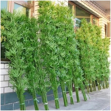 Grandi Piante Di Bambù