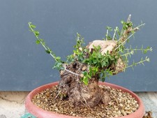 Bonsai Olivastro 33x19cm In