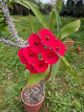 Euphorbia milii var hislopii - euphorbia,