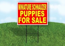 Miniature Schnauzer PUPPIES