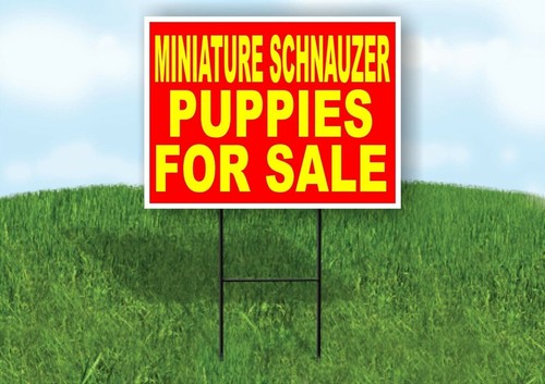 Miniatura schnauzer cuccioli - miniatura,