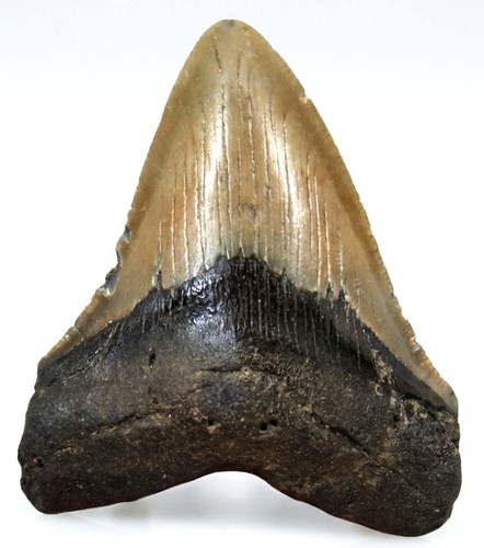 Megalodonte dente squalo - megalodonte, di
