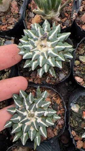 Anni ariocarpus - 8,