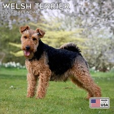 Welsh Terrier Calendar 2026 -