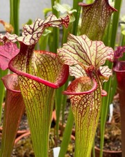 Pianta Carnivora Sarracenia