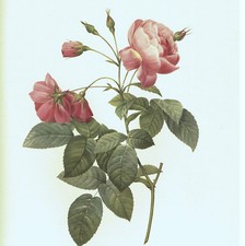 Rosa Reclinata Rosier à Bouton Penchés cm 30 x 40 ca.  Pierre Joseph Redouté