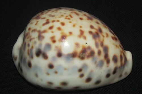Forma grasso cypraea - 70,