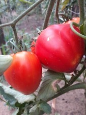 Pomodoro da Szentbékkálla -