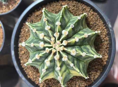 Gymnocalycium mihanovichi