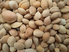 PRUNUS CERASIFERA, MIRABOLANO