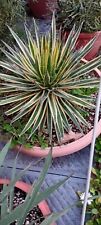 Agave filifera variegata diam.pianta cm.40