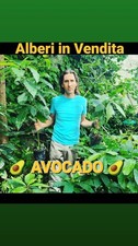 3 Alberi di Avocado Naturali