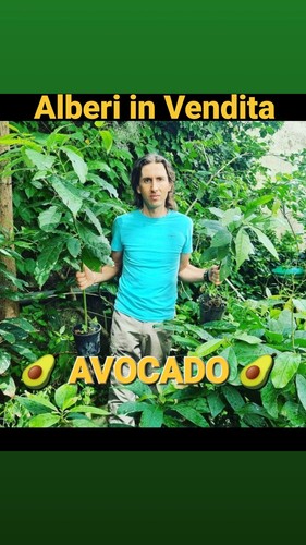 Alberi avocado naturali - di,