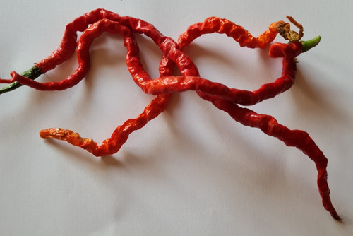 Semi peperoncino thunder - di,