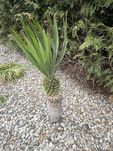 Yucca bare root small - bare,