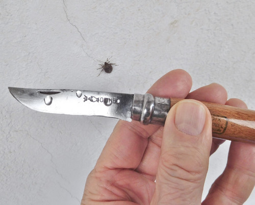 Coltello opinel manico - n°8,