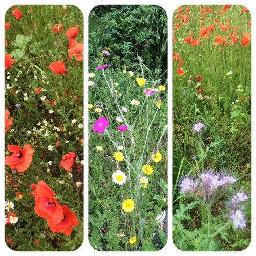 Prati fioriti diverse - prati, 4