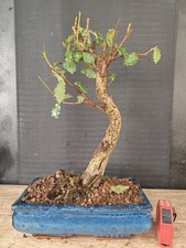 bonsai  quercia   h 43  cm visita il negozio