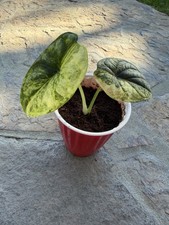 Variegated Alocasia dragon