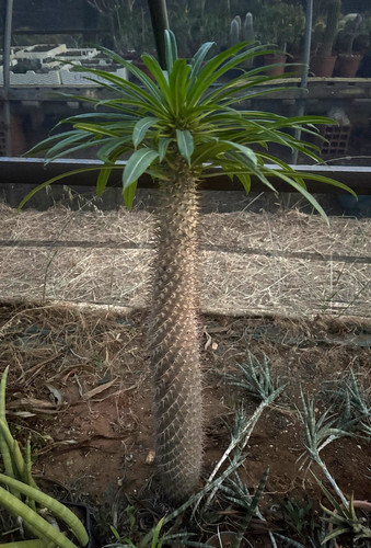 Pachypodium lamerei cactus - pachypodium,