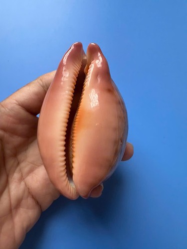 Cypraea mappa f - 85,7, f+++