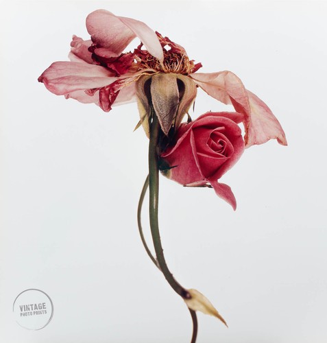 Foto vintage irving penn - foto,