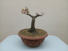 BONSAI ACERO PALMATO