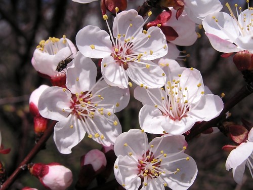 Albicocca prunus armeniaca - albicocca,,