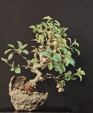 BONSAI di Melo Giapponese, Kaido. In KURAMA-ISHI Crabapple HOLZAPFEL BONSAIBAUM