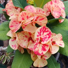 Pianta ibrida Euphorbia Milii