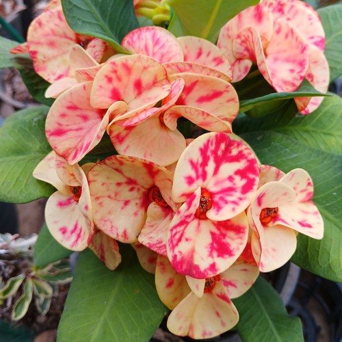 Pianta ibrida euphorbia - ibrida, milii