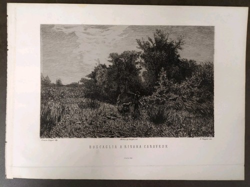 Incisione 1880 boscaglia - incisione,