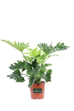 Pianta vera di Filodendro