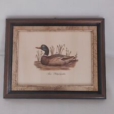 Quadro stampa Germano Reale Anas Platyrhynchus Vintage