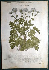 Stampa antica MATTIOLI