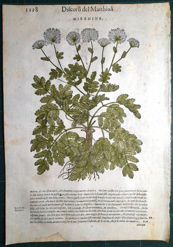 Stampa antica mattioli - stampa,