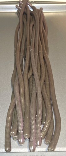 Spaghetti worm confezione - worm, 16"