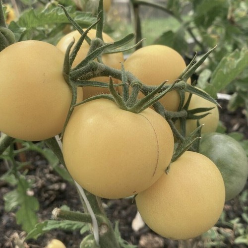 Pomodoro white sensation - sensation,