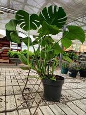Monstera Deliciosa 70cm