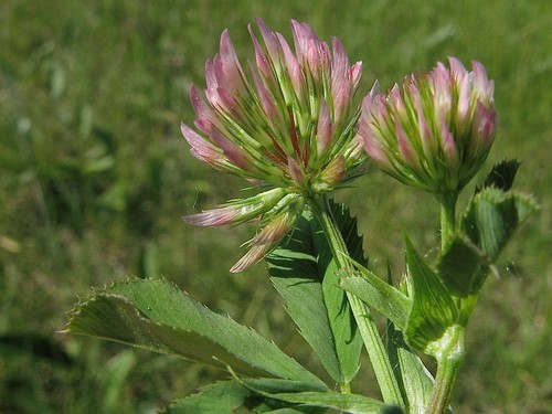 Angolo trifoglio trifolium - -,