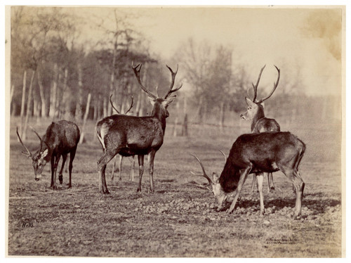 Ottomar anschütz animal - anschütz,,