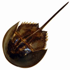 Carcinoscorpius rotundicauda Limulo Granchio Marino Ferro di Cavallo COLLEZIONE