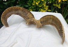 Corna di capra con una bellissime venature