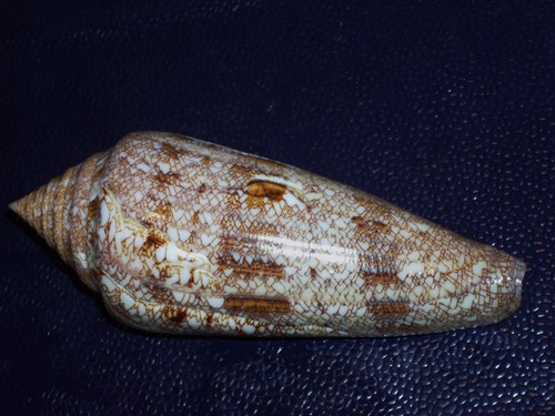 Conus gloriamaris very big - gloriamaris,
