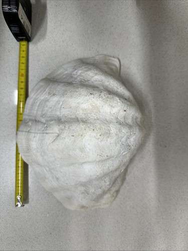 Conchiglia tridacna gigas - conchiglia,