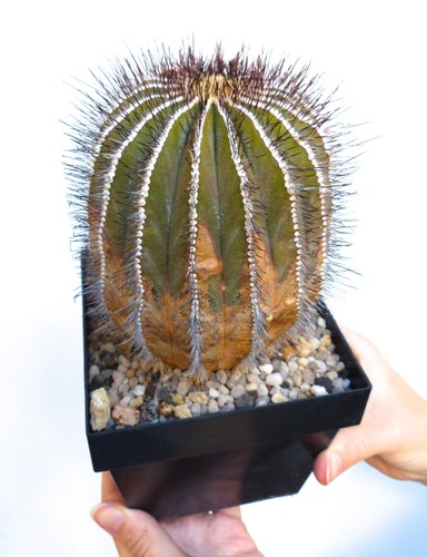 Uebelmannia pseudopectinifera
