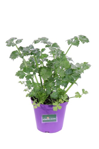 Pianta vera sedano apium - di,